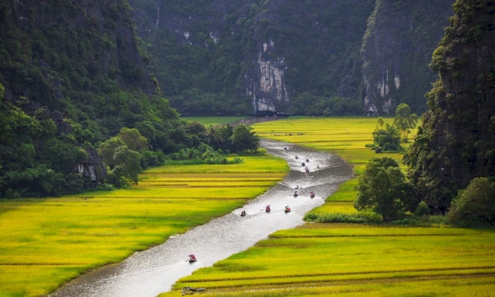 Fields glow golden with ripe rice, and lotus ponds burst into bloom, creating a picture-perfect landscape